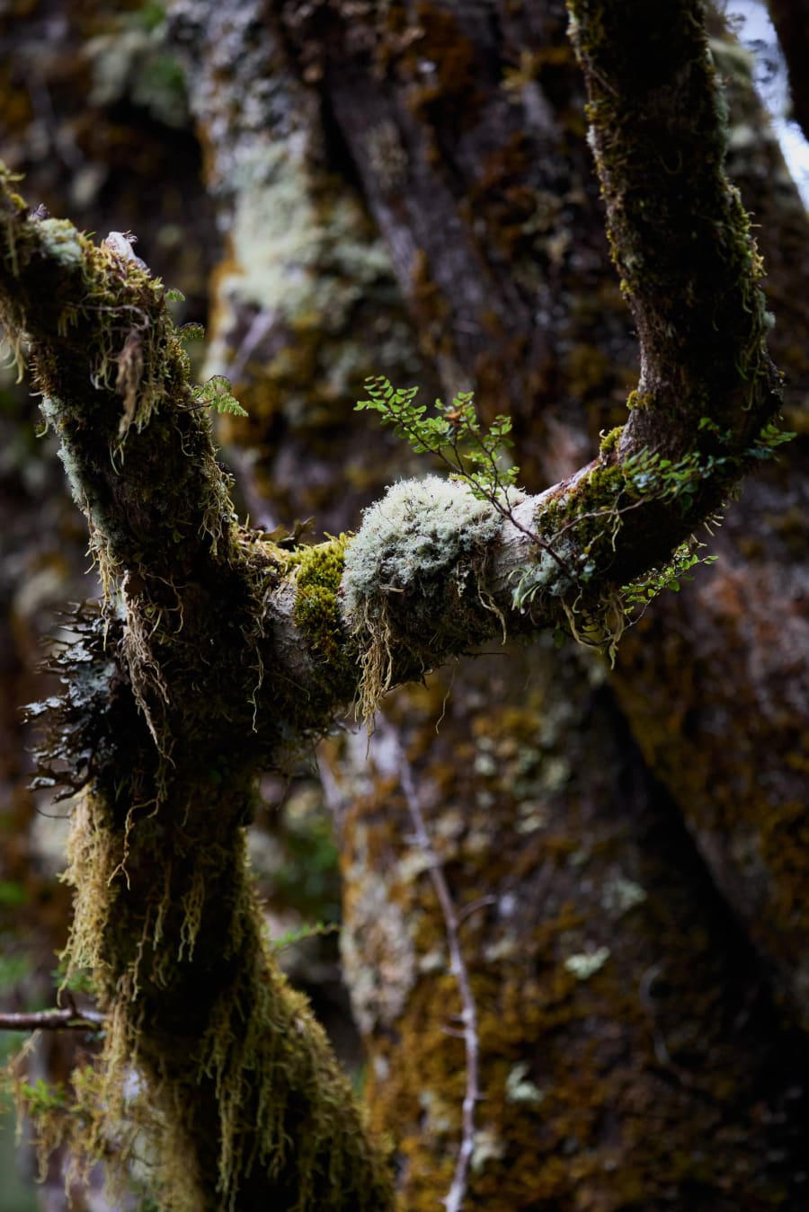 New Zealand — photograph by Craig Stubing