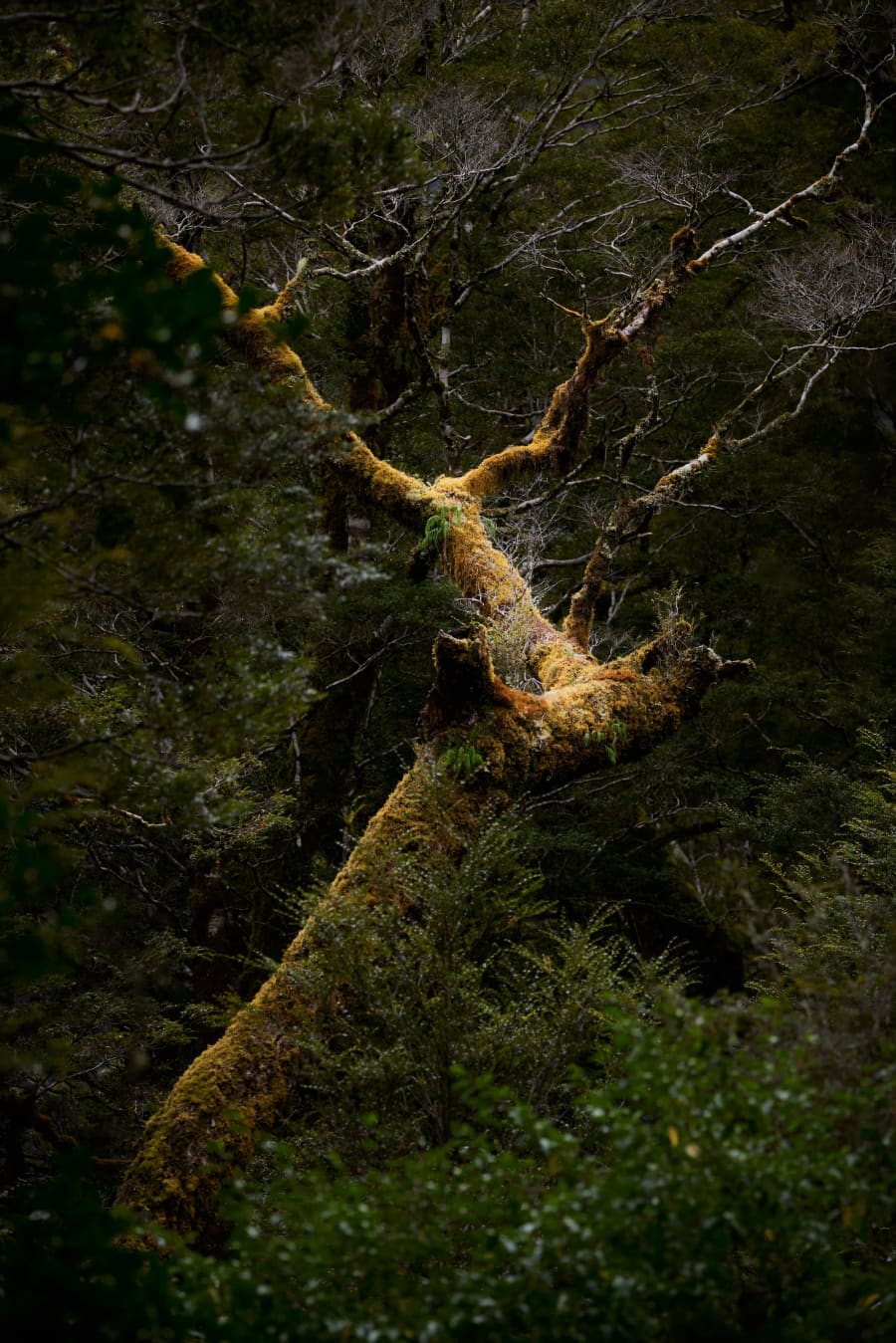 New Zealand — photograph by Craig Stubing