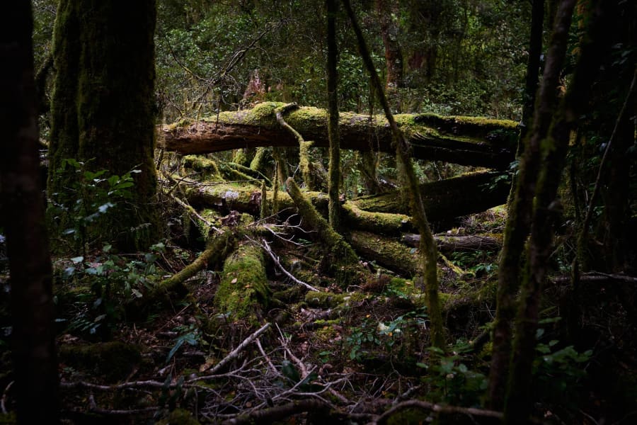 New Zealand — photograph by Craig Stubing