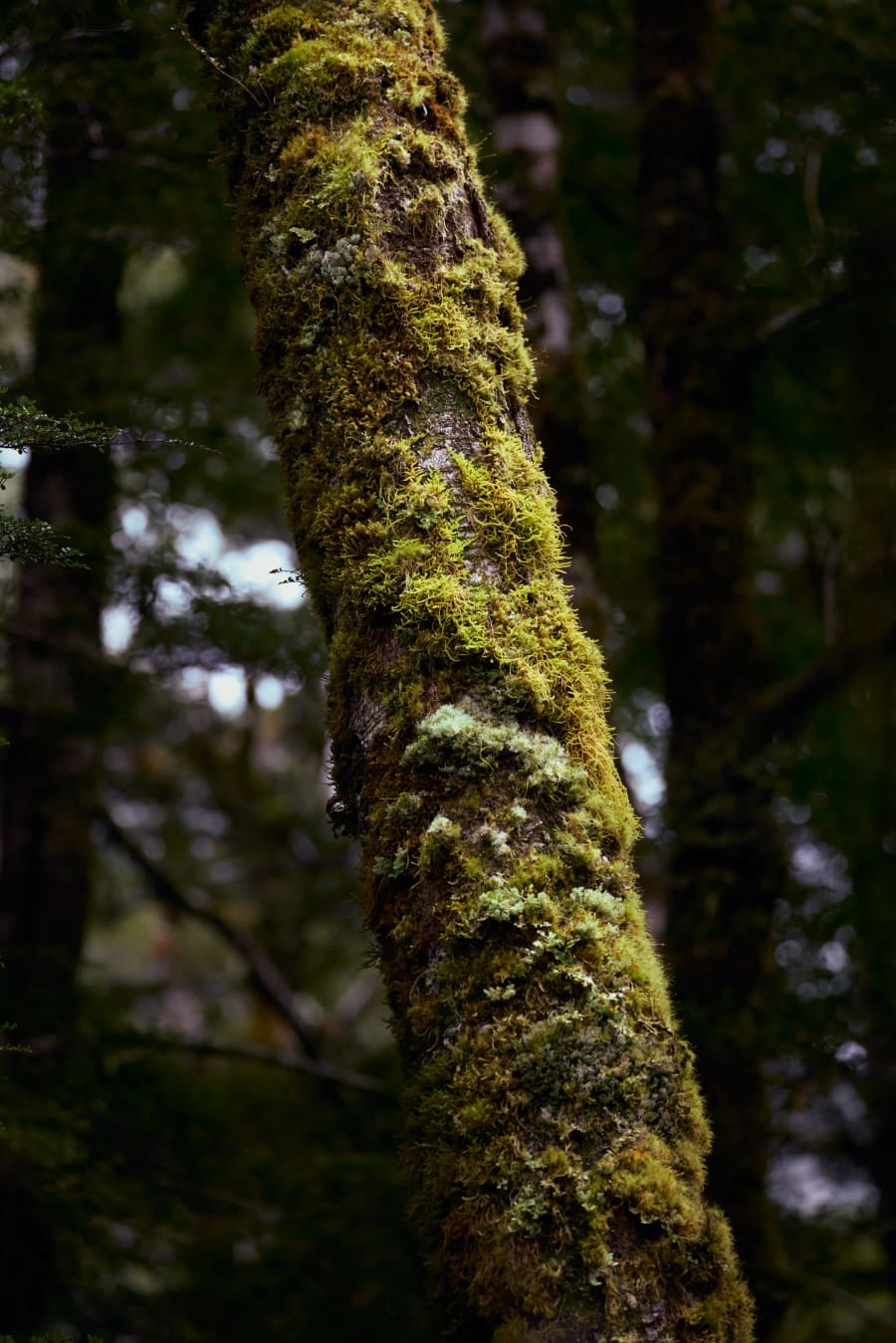 New Zealand — photograph by Craig Stubing