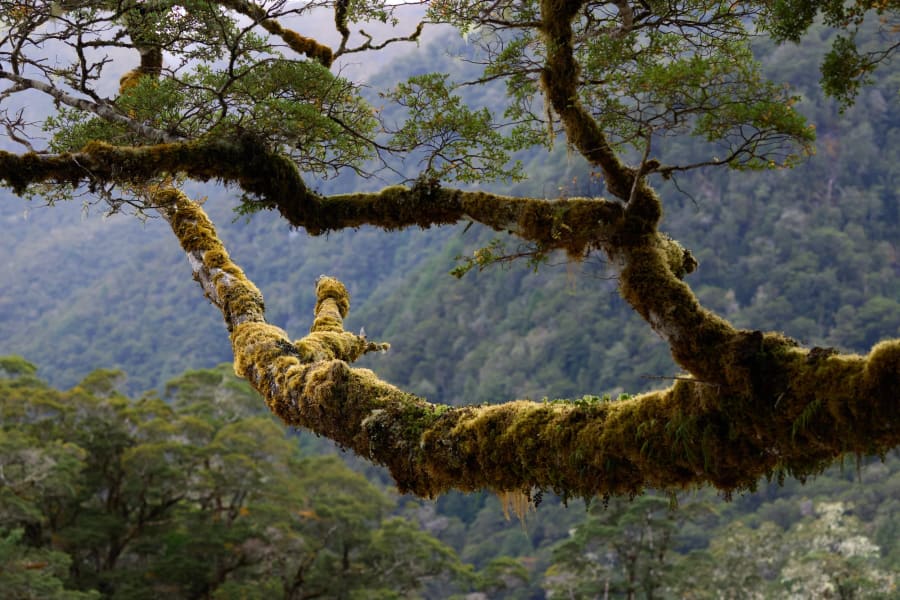 New Zealand — photograph by Craig Stubing