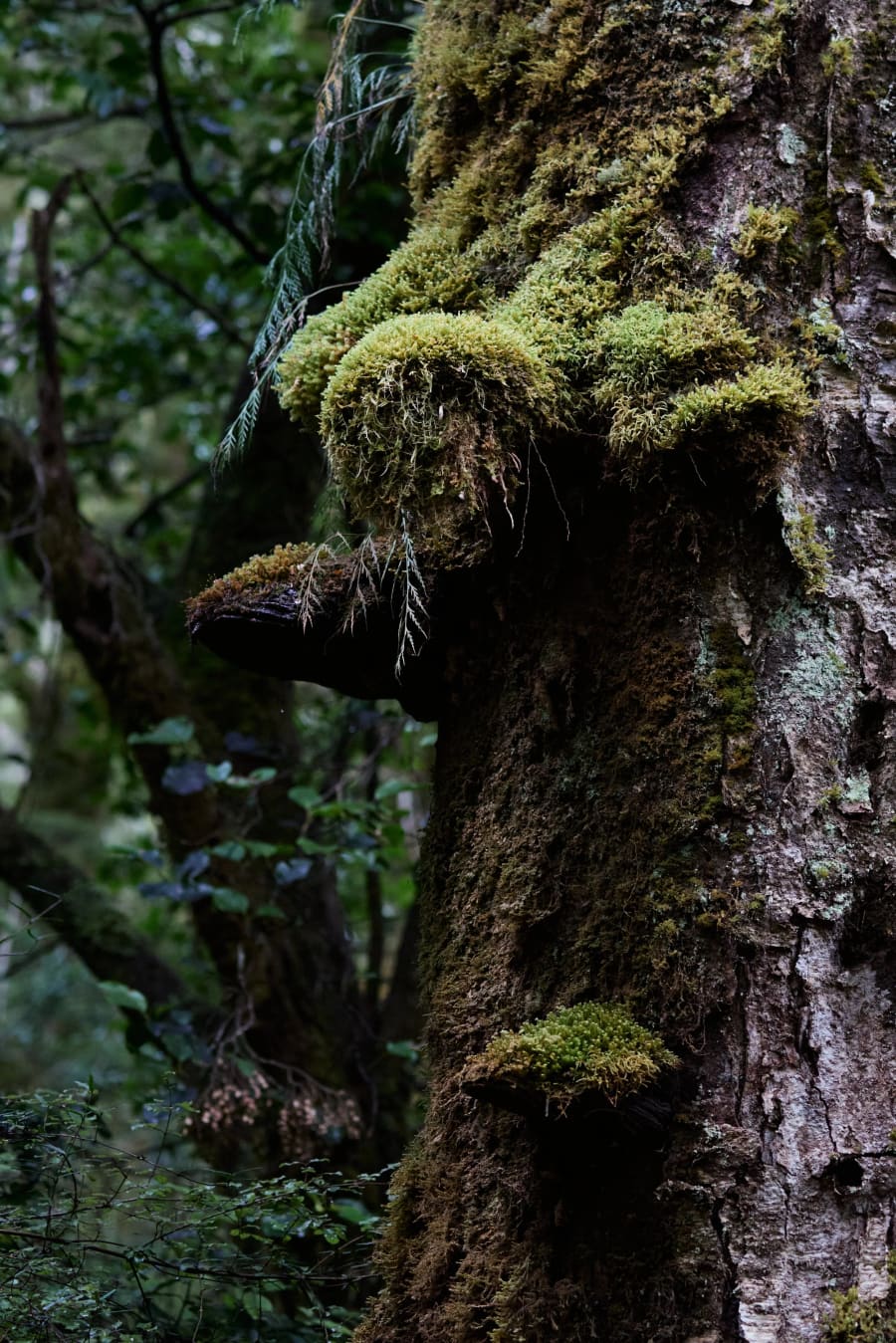 New Zealand — photograph by Craig Stubing