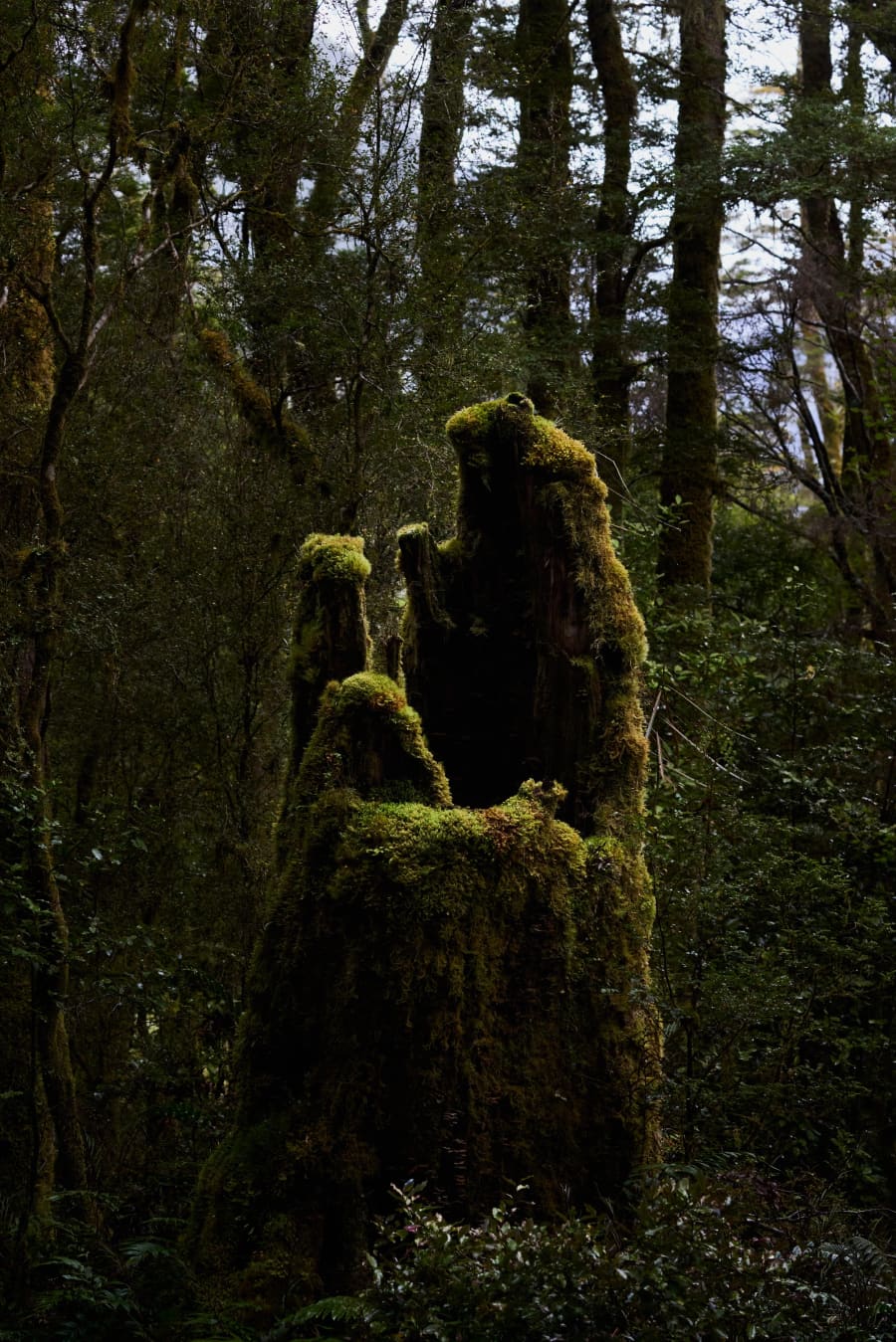 New Zealand — photograph by Craig Stubing