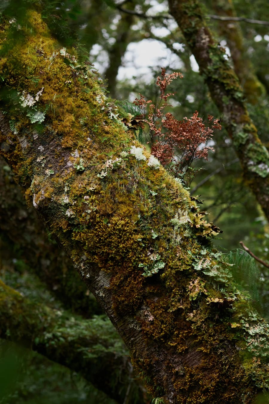 New Zealand — photograph by Craig Stubing
