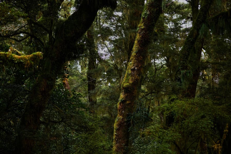 New Zealand — photograph by Craig Stubing