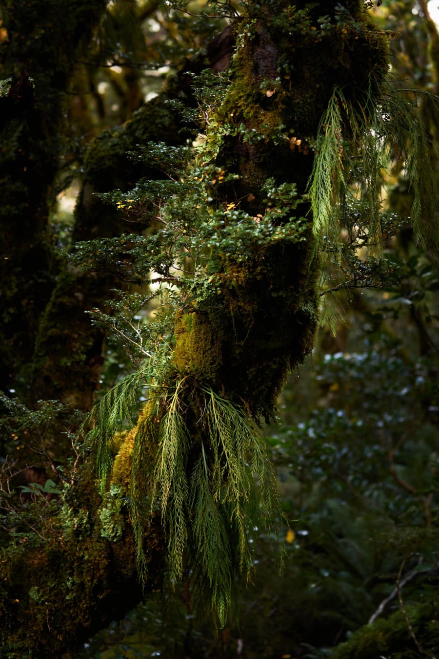 New Zealand — photograph by Craig Stubing
