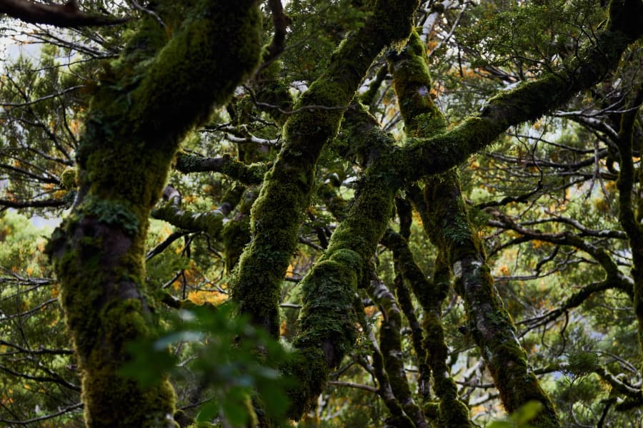 New Zealand — photograph by Craig Stubing