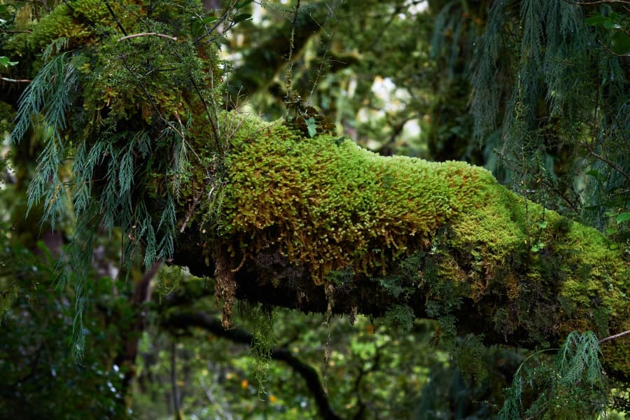 New Zealand — photograph by Craig Stubing