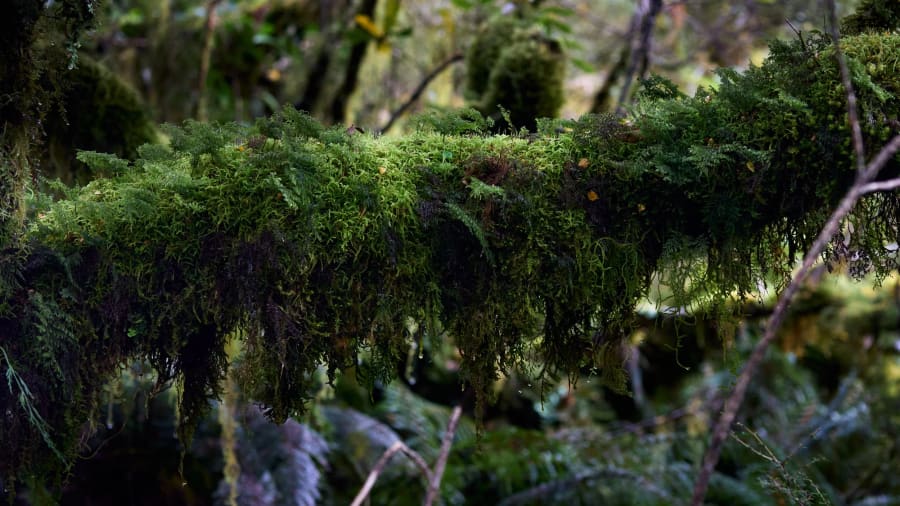 New Zealand — photograph by Craig Stubing
