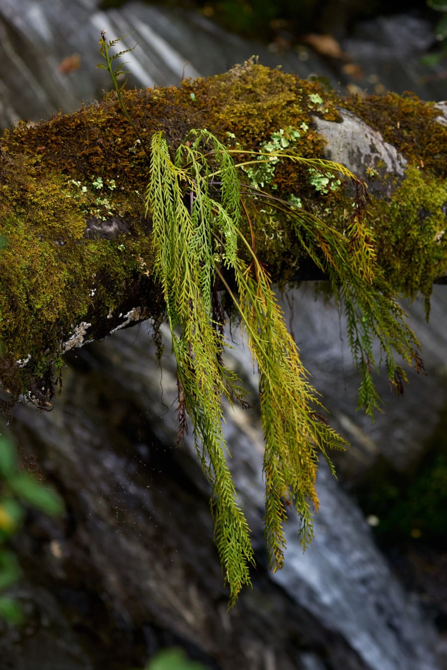 New Zealand — photograph by Craig Stubing