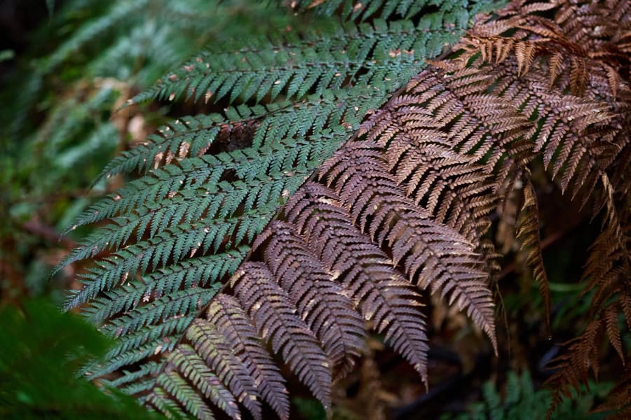 New Zealand — photograph by Craig Stubing