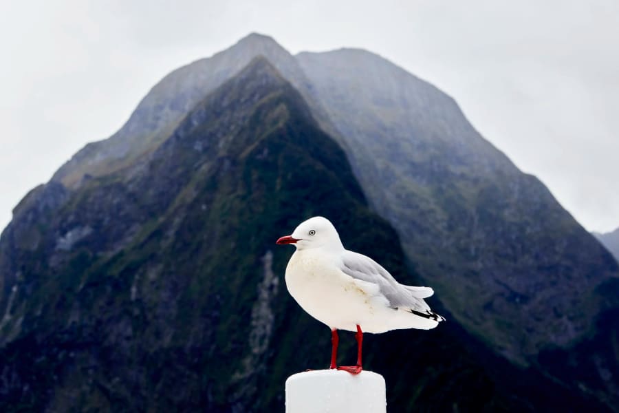 New Zealand — photograph by Craig Stubing