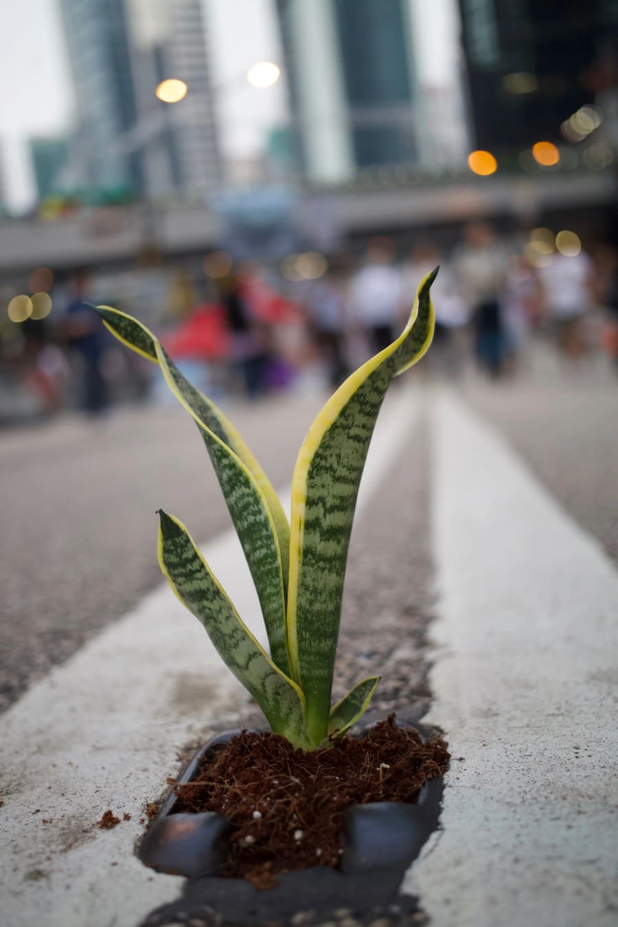 Umbrella Movement — photograph by Craig Stubing